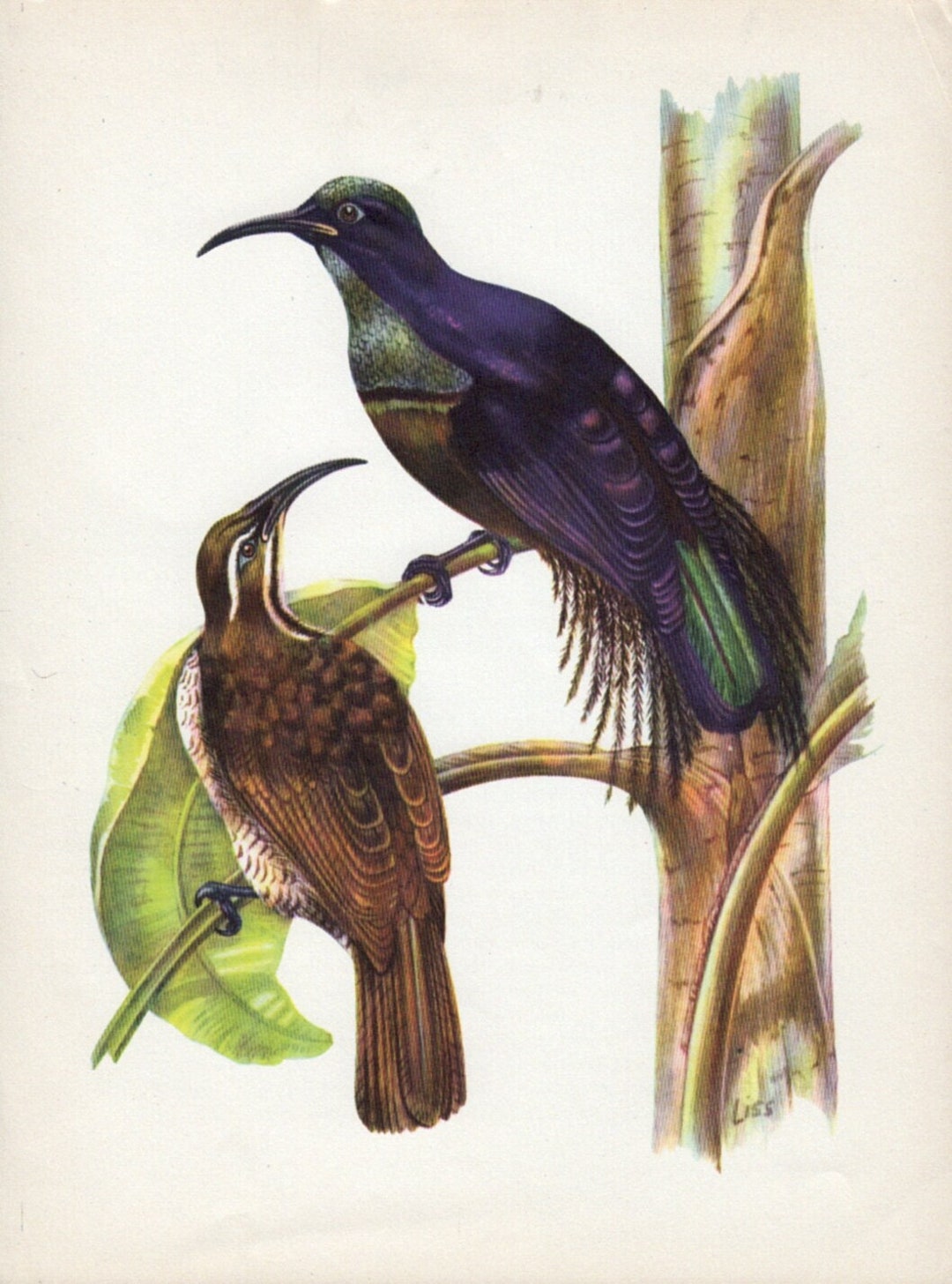 Magnificent Riflebird Drawing Magnificent Rifle-bird, Australian Bird Art, 1950s Vintage Bird Print ...