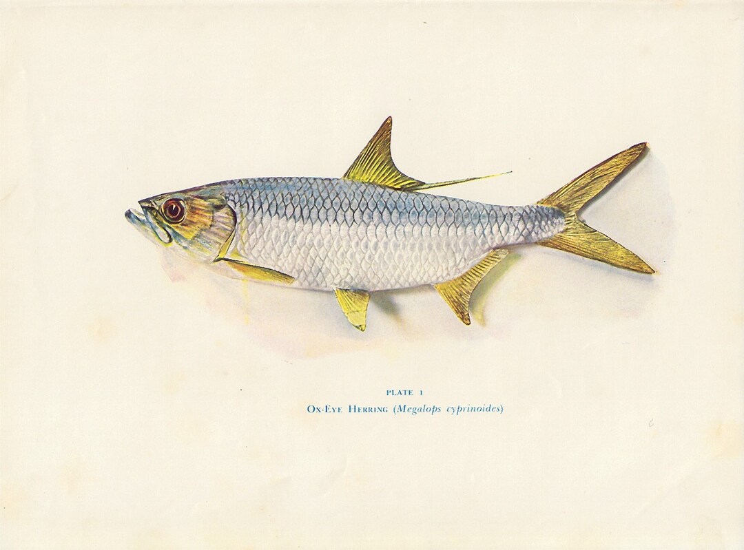 Ox Eye Herring Australian Silver Fish Print, 1955 Vintage Print, Fish