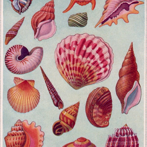 TROPICAL SHELLS print, antique sea shell print, beach decor, shell decor