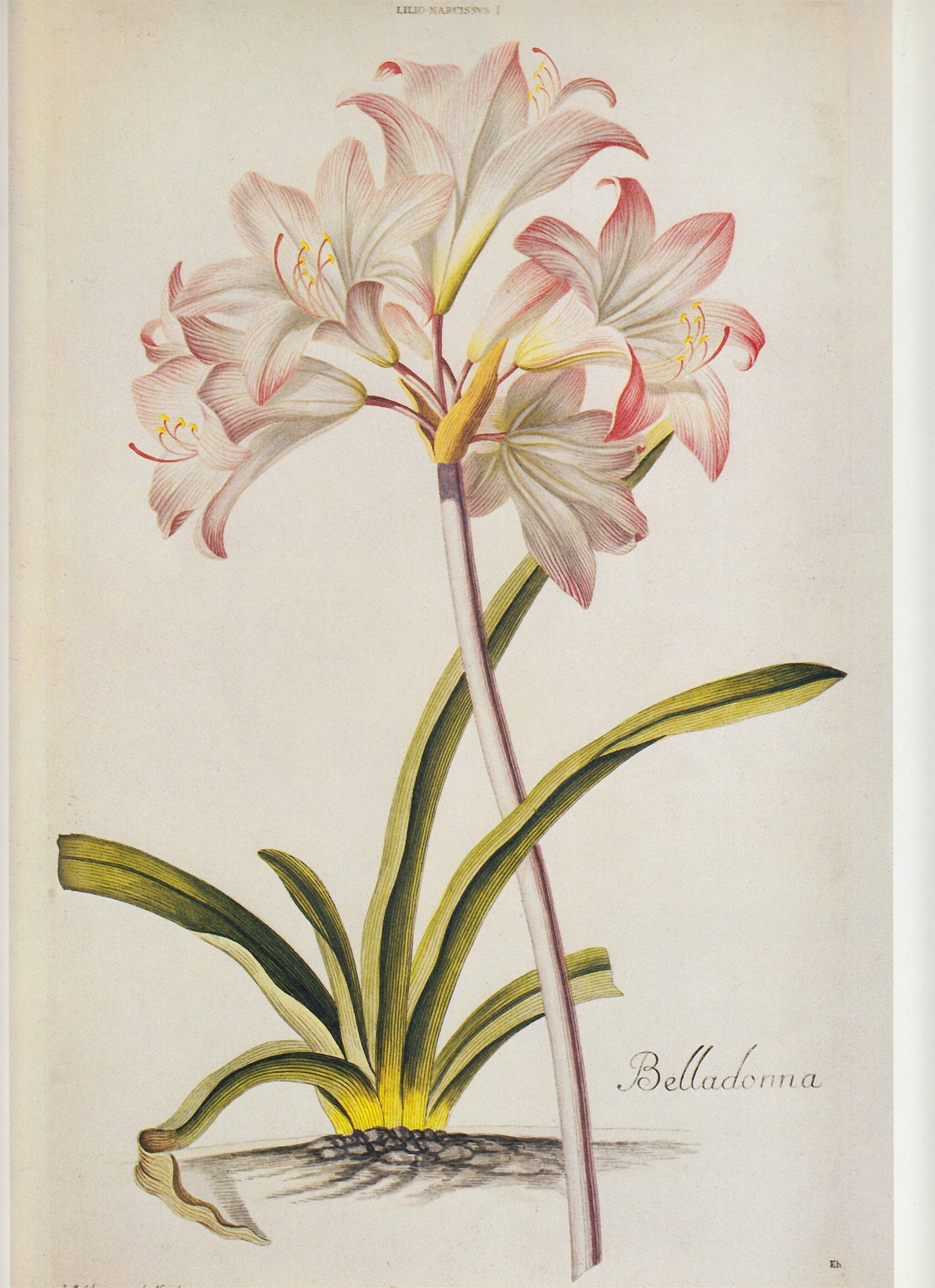 Belladonna lily online