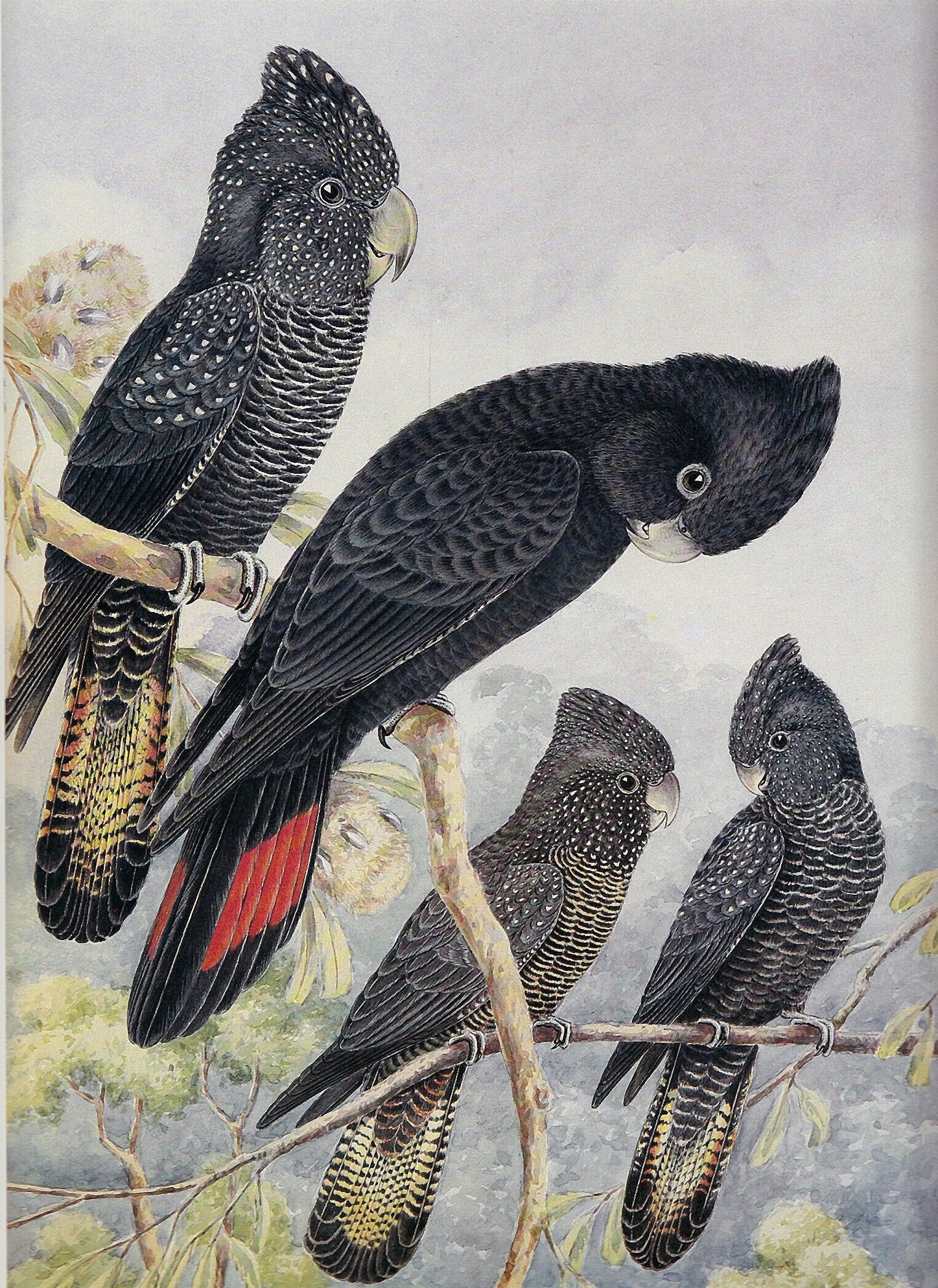 Family of Red-tailed Black Cockatoos in gum tree, large 1980s vintage print of Australian birds, bird art for hosted home