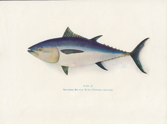 Southern Bluefin Tuna, 1955 Vintage Fish Print, Fish Fishing