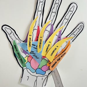 Puede incluir: Diagrama anatómico de una mano, con contorno negro y estructura ósea. Las etiquetas incluyen "Lumbrical 1", "abductor pollicis brevis" y "flexor retinaculum". El diagrama utiliza colores para diferenciar los grupos musculares.