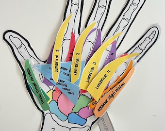 Build-Your-Own Hand Muscle Model (Printable PDF)