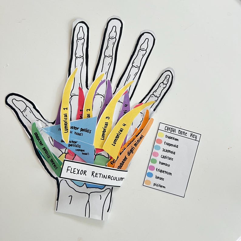 Build-your-own Hand Muscle Model (printable PDF) - Etsy