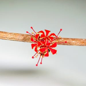 K&ouml;nnte beinhalten: Ein leuchtend rotes und goldenes Blumenornament, m&ouml;glicherweise eine Brosche oder ein Haaraccessoire, sitzt auf einem schlanken, braunen Ast. Das Ornament hat mehrere Bl&uuml;tenbl&auml;tter und zarte, l&auml;ngliche Akzente, die einen auff&auml;lligen Kontrast erzeugen.