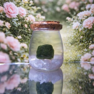 Rose Quartz Marimo Moss Ball Pet | Self-Love, Healing & Compassion | Crystal Gift for Her