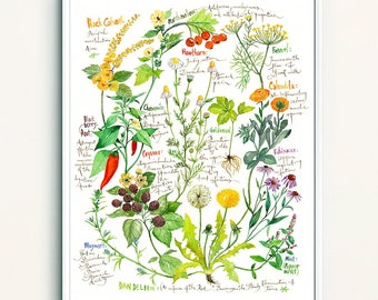 Medicinal plants print, Healing herb poster, Watercolor painting, Botanical chart, artwork, Flower illustration, Colorful peaceful home gift