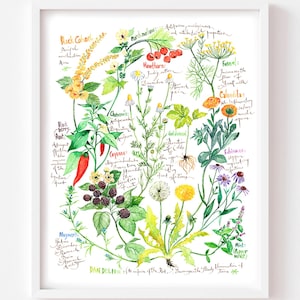 Medicinal Plants Art Print: Healing Herb Poster, Botanical Watercolor Painting, Floral Home Decor