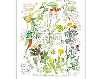 Botanical chart, Plant illustration, Medicinal plant print, Herb chart art print, Healing herb poster, Watercolor painting, Healthy artwork