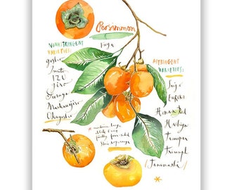 Persimmon poster, Kitchen wall art, Food illustration, Fruit Watercolor painting, Botanical print, Orange kitchen decor, Persimmon tree art