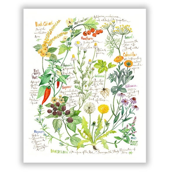 Les plantes médicinales et leurs propriétés, Illustration aquarelle Herbes médicinales, Poster phytothérapie