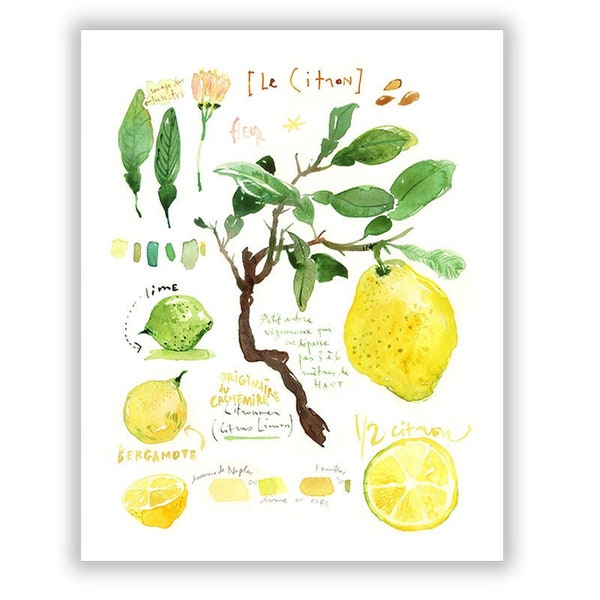 Les citrons - Planche botanique - Aquarelle - Illustration d'agrumes - Décor cuisine