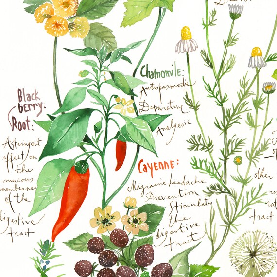 Medicinal Herb Chart