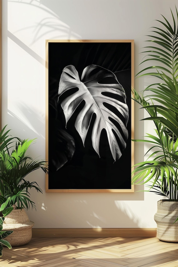 monstera pflanze online kaufen XXL Monstera mit Stab bestellen – Green Me Up