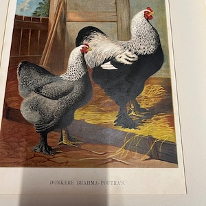 Poultry vintage 1888 chromolithographs, originals very beautiful colors