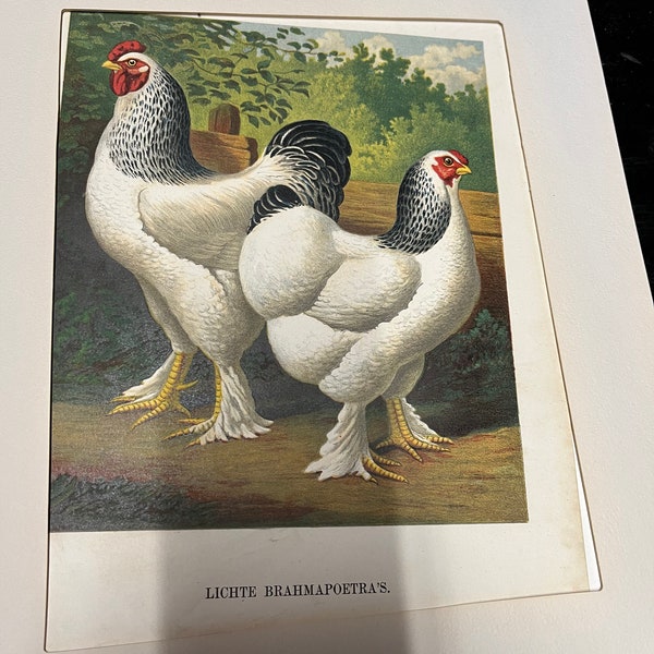 Chicken chromolithographs, vintage