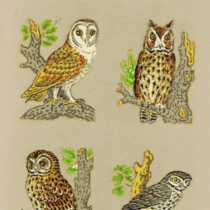 2  Sets OWLS, Barn Owl, Tawney, Little Owl, Crafts Decals Transfers (Medium) Unique Retro Silk Screened Upcycle Decorations