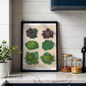 Cabbages Botanical Print, Vintage Album Benary Illustration, Cottagecore Kitchen Wall Art, Farmhouse Decor, Gift for Gardener
