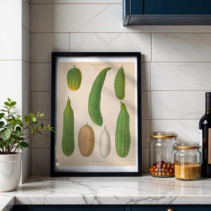 Cucumbers Botanical Print, Vintage Album Benary Illustration, Cottagecore Kitchen Wall Art, Farmhouse Decor, Gift for Gardener