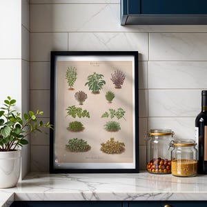 Botanical Bushes Botanical Print, Vintage Album Benary Illustration, Cottagecore Kitchen Wall Art, Farmhouse Decor, Gift for Gardener