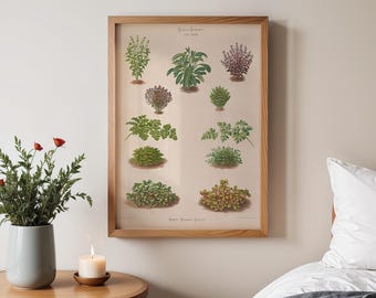 Puede incluir: Un grabado botánico enmarcado con varias hierbas y plantas de estilo vintage. El grabado tiene un marco de madera marrón claro y está montado sobre un fondo crema. Las hierbas están ilustradas en tonos verdes, marrones y morados.