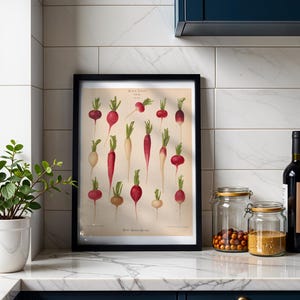 Radishes Botanical Print, Vintage Album Benary Illustration, Cottagecore Kitchen Wall Art, Farmhouse Decor, Gift for Gardener