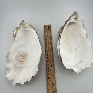 May include: Two large, open oyster shells with smooth, pearlescent white interiors and textured, grey-brown exteriors. A wooden ruler is placed between the shells, showing they measure approximately 7 inches in length from top to bottom.