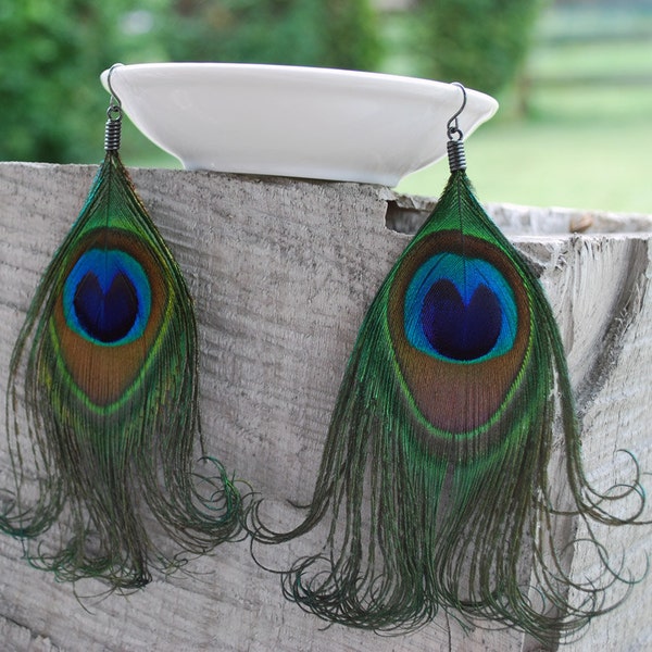 Curled Peacock Feather Earrings