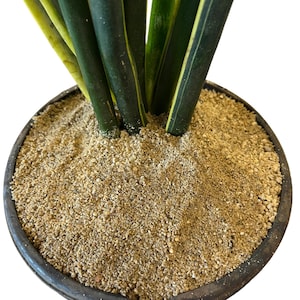 May include: Close-up of a potted snake plant. The plant has dark green leaves with yellow edges. The pot is dark brown and filled with light brown, grainy soil. The plant is set against a white background.