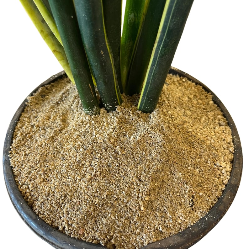 May include: Close-up of a potted snake plant. The plant has dark green leaves with yellow edges. The pot is dark brown and filled with light brown, grainy soil. The plant is set against a white background.