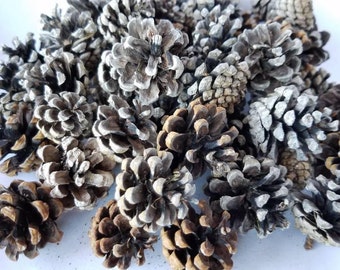 Mini Pinecones | 0.5" to 1.5"