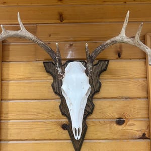 Handmade 2D Solid Red Oak Broadhead Shaped European Mount Plaque