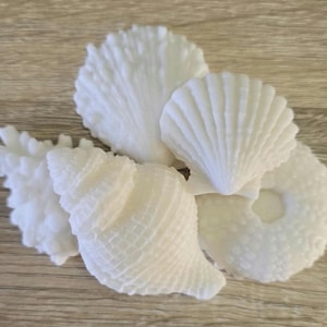 May include: A collection of four white, matte-finish decorative objects shaped like various sea shells and a sea urchin. The set includes a fan-shaped scallop shell, a spiral conch shell, a textured coral-like piece, and a round sea urchin.