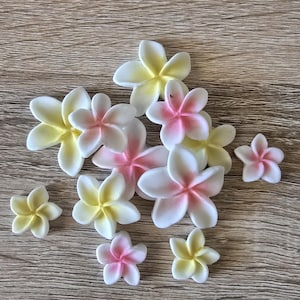 May include: A selection of white plumeria flowers with yellow and pink centres, arranged on a wooden surface. The flowers vary in size, creating a natural display. The petals are smooth and delicate, with a gradient of colours.