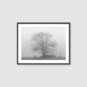 Solitary Maple Tree Fine Art Print: Calming Black and White Photography