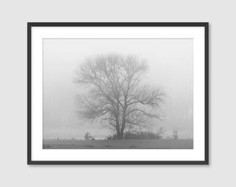 Solitary Maple - Black and White Nature Photography Print, Ready-to-Hang Wall Art