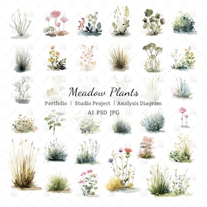 May include: Watercolor illustration of various meadow plants, including grasses and flowering plants, in shades of green, pink, yellow, and brown. The image includes the text "Meadow Plants" and other text below.