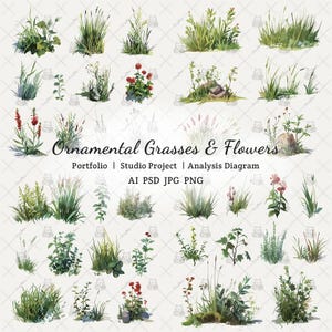 Op de afbeelding: Waterverfillustratie van siergrassen en bloemen. De afbeelding toont verschillende botanische arrangementen, waaronder hoge grassen, bloeiende planten en kleine struiken. De tekst "Ornamental Grasses & Flowers" wordt weergegeven.