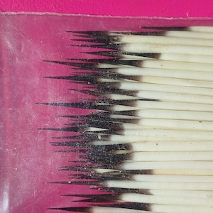 100 espinhos de porco-espinho norte-americano