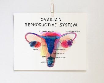 Ovarian Reproductive System, print