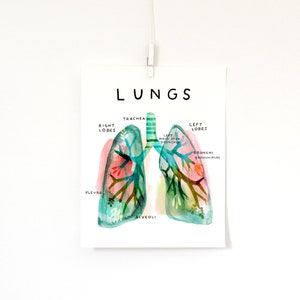 Anatomical Lungs, print