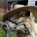 MtDevonFarmandFibers