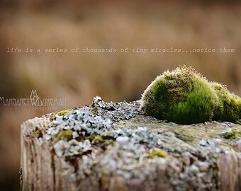 Tiny Miracles, Inspirational Weeds Series, Fine Art Photography, Inspirational Quotes, Moss, Fence post, Gardening, Margaret Dukeman, Life