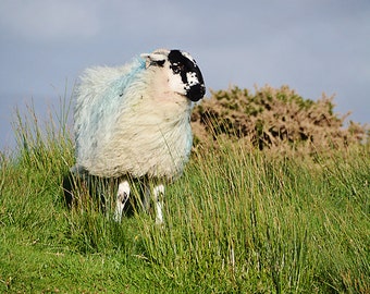 St Patricks Day, March, Ireland, Sweater, Crochet, Scarf, Sheep, Ram, Cliff, Breeze, Green, Blue, Wool, Knitting, Rocks, Margaret Dukeman