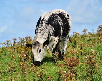 Droimeann, Rare Irish Breed, Cattle, Ireland, Farming, Extinction, Cows, Margaret Dukeman Art, Photography, Farmer