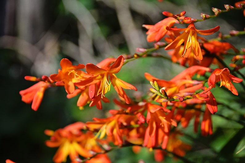 Lilies Orange Flowers Irish Ireland Flaming Orange Etsy