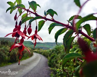 Ireland, Roadside, Fuchsia, Scarlet, County Cork, Emerald Isle, Margaret Dukeman, Fine Art Photography, St Patricks Day, Allihies, Eyeries