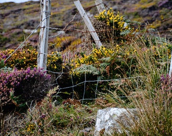 St Patricks Day, March, Heather and Gorse with Fence, Irish Mountains, Beara Peninsula, Ireland, Golden Yellow and Purple, Margaret Dukeman