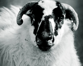 St Patricks Day, March, Ewe, Ram, Sheep, Farming, Ireland, Black and White, Fine Art Photography, Farming, Margaret Dukeman